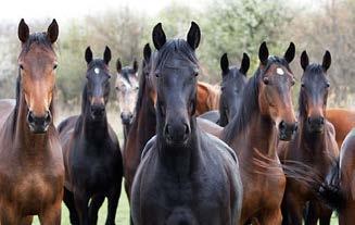 Erysipelas, Orf, Q-fever, Psittacosis, Western Equine