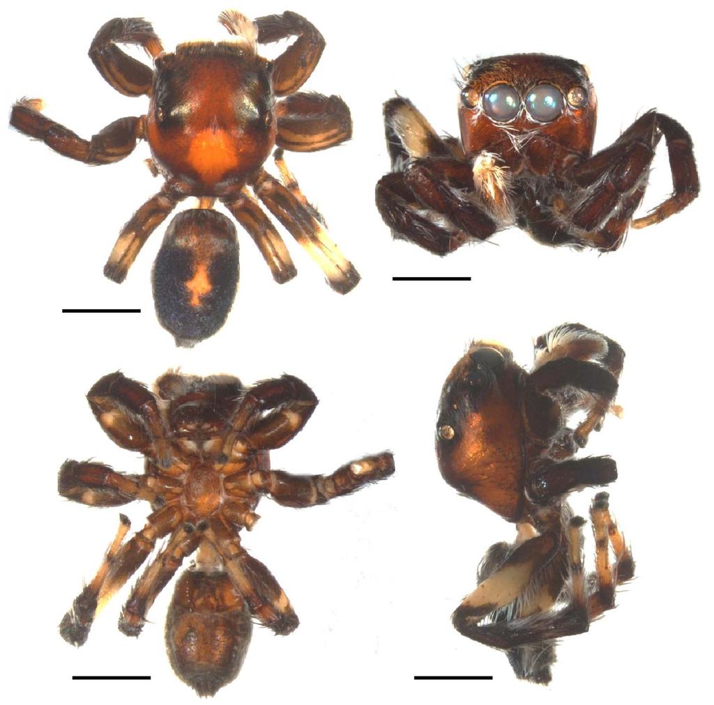 5.0 mm.0 mm 4.0 mm.0 mm Figure 4. Automontage images of the habitus of holotype., Dorsal view., Anterior view., Ventral view. 4, Lateral view.
