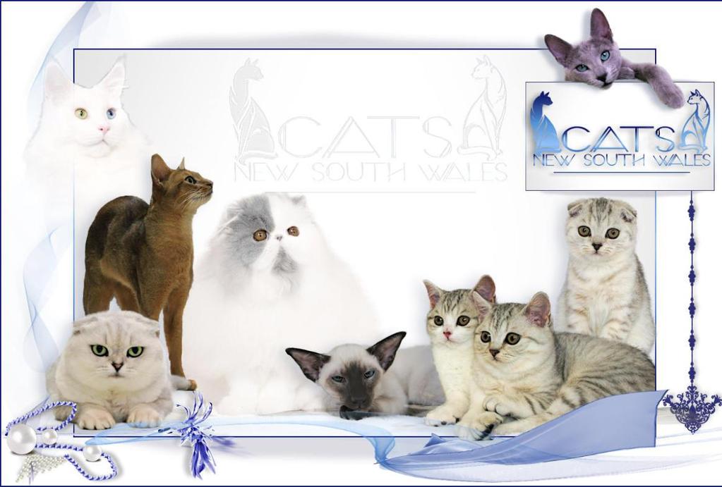 Cats NSW Inc 2015 Kitten & Cat of the Year Sunday 15th November 2015 -