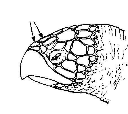 - 4-2 pairs of prefrontal PICTURE GUIDE TO SPECIES OCCURRING IN THE AREA 4 inframarginal imbricated without pores 1 pair of prefrontal 4 lateral Eretmochelys imbricata Fig.1 Chelonia mydas Fig.