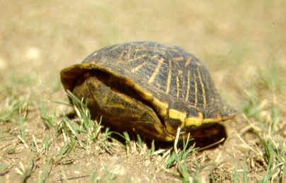 The Turtle Shell Ornate Box Turtle (Terrepene ornata) An effective water