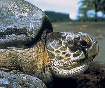Lingual Turtles Lacrimal Why sea turtles cry when nesting Marine Iguana