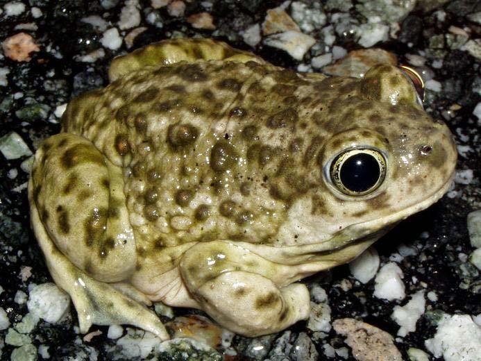 Aestivation Western Spadefoot Toad (Spea hammondii) Desert and semi-desert habitats Periods of drought Water conservation mode Many desert amphibians, some turtles, lizards and snakes Retreat to deep