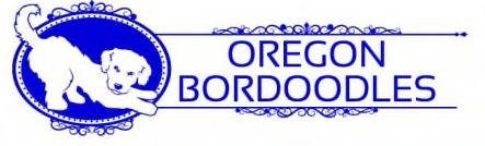 Congratulations! We are so excited that you've made the decision to add a Bordoodle puppy from Oregon Bordoodles to your family!
