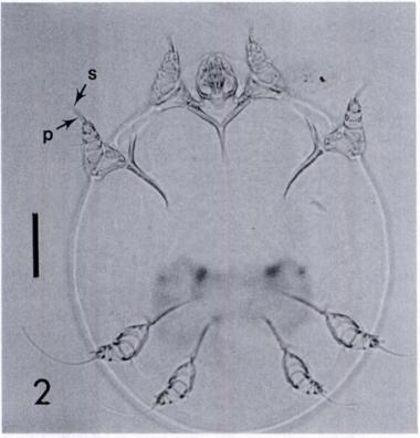 - - 252 JOURNAL OF WILDLIFE DISEASES, VOL. 31. NO. 2, APRIL 1995 S 1,.. 5 FIGURE 1. Florida panther number 32 with suspected notoedric mange. 2 - V 5 and irritated.