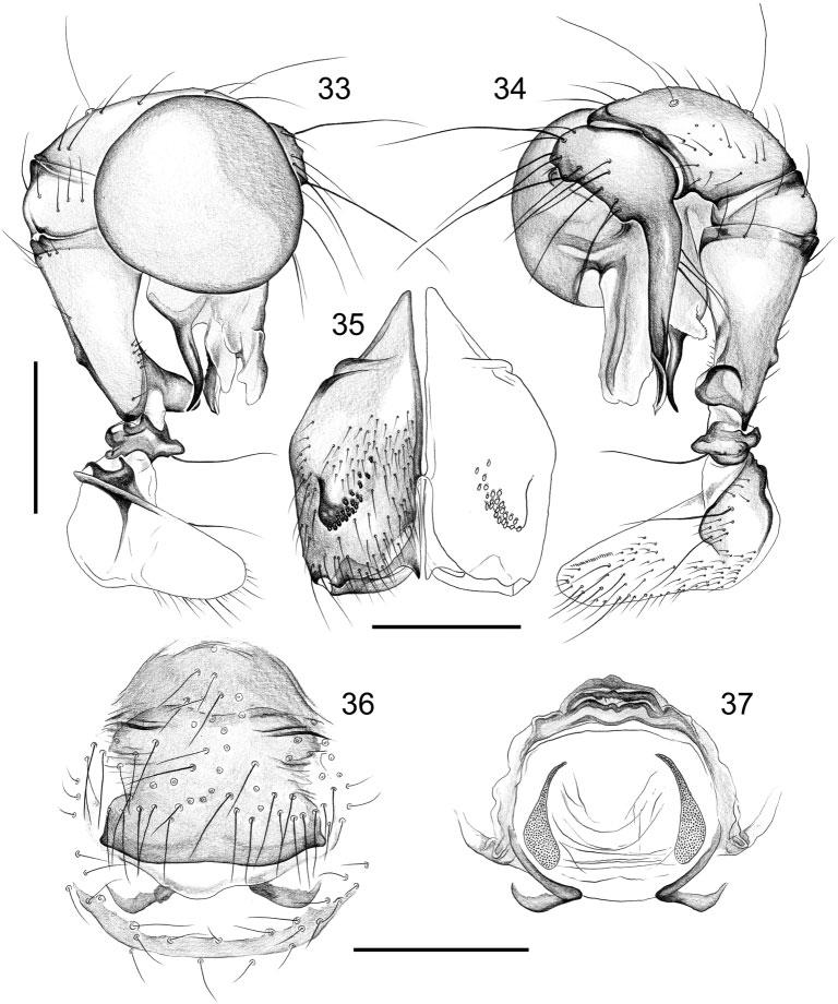 550 Invertebrate Systematics B. A. Huber relation to abdomen size (Fig. 92), simple light brown plate (Fig. 36); dorsal view as in Fig. 37. Distribution Known from type locality only (Fig. ).