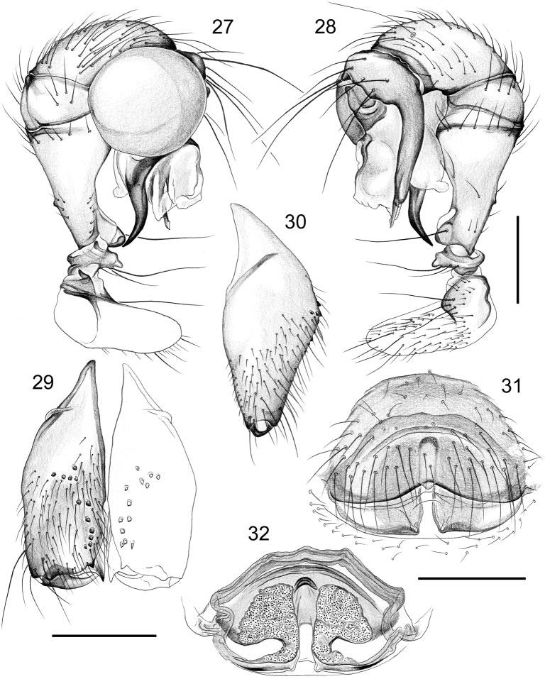 Carapoia in Brazil s Atlantic forest Invertebrate Systematics 549 than long (0.9/0.6). Chelicerae as in Figs 35 and 48, with modified hairs on pair of frontal apophyses (Fig. 49).