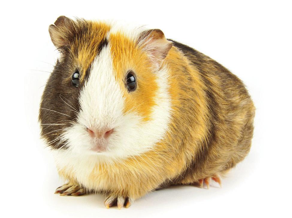 5: Guinea Pigs Common or important