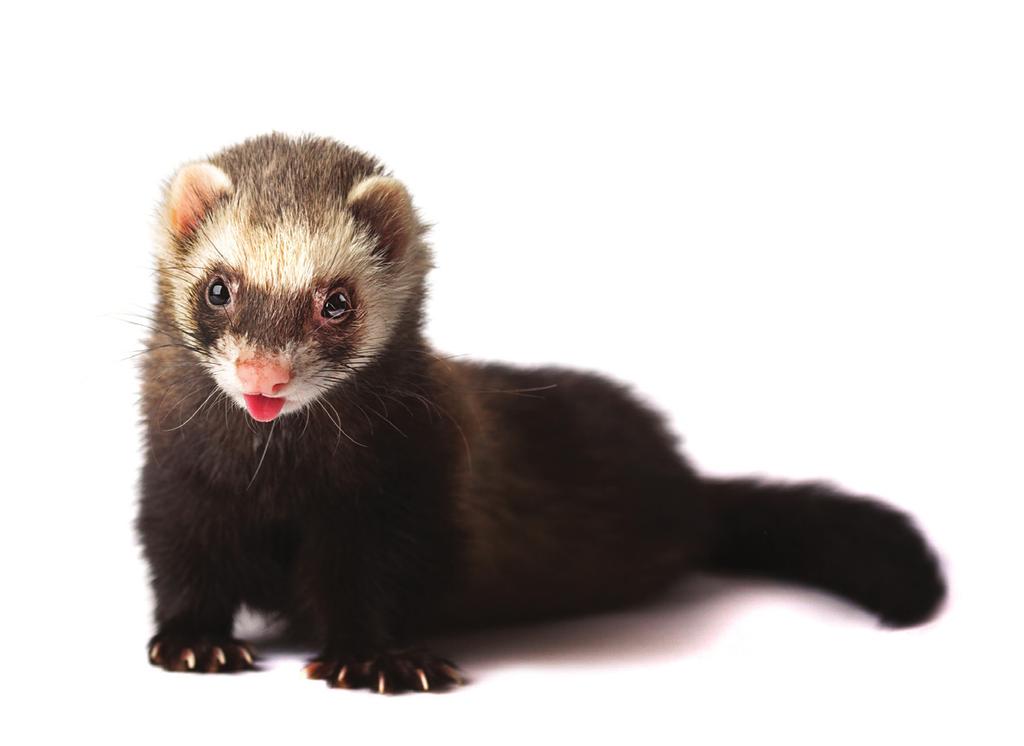 8: Ferrets Common or important