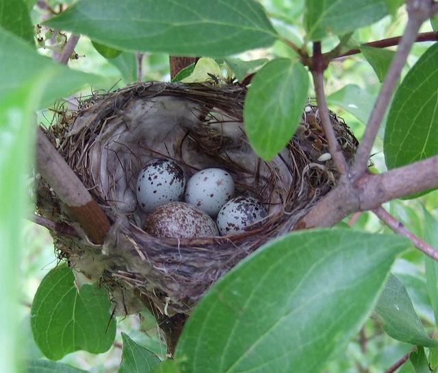 Brown-headed Cowbirds target songbird nests, in particular s (Dendroica petechia) nests, by laying their own larger eggs in the warbler nests.