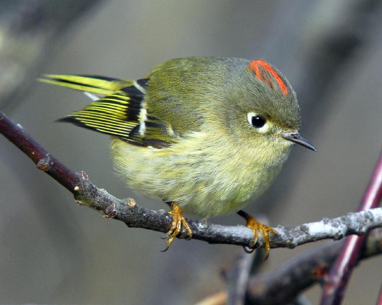 Ruby Crowned Kinglet (Regulus calendula) A small bird with a big voice! The loud, long and rolling song of the Ruby echoes throughout Alberta s coniferous forests in spring.