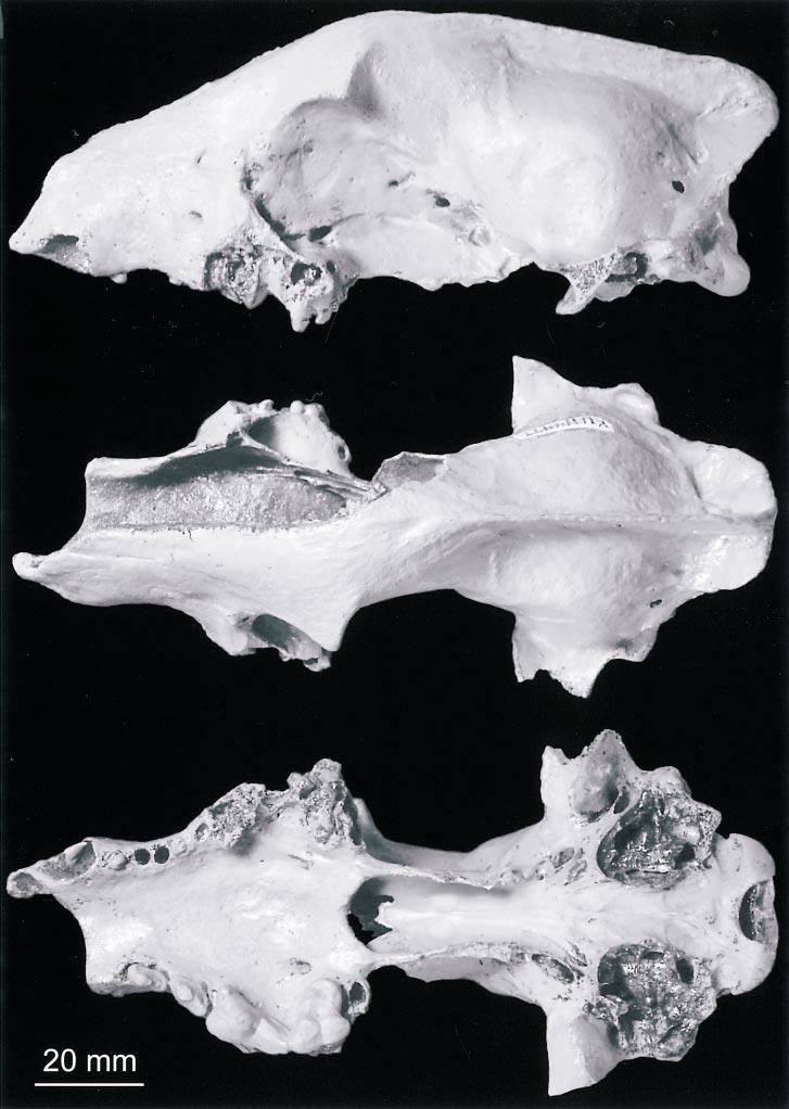 2003 WANG: OSBORNODON FROM EARLY HEMINGFORDIAN 165 Fig. 8.2. Lateral, dorsal, and ventral