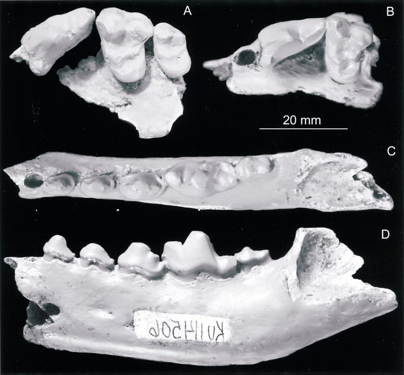 166 BULLETIN AMERICAN MUSEUM OF NATURAL HISTORY NO. 279 Fig. 8.3. Teeth of Osbornodon scitulus (Hay, 1924).