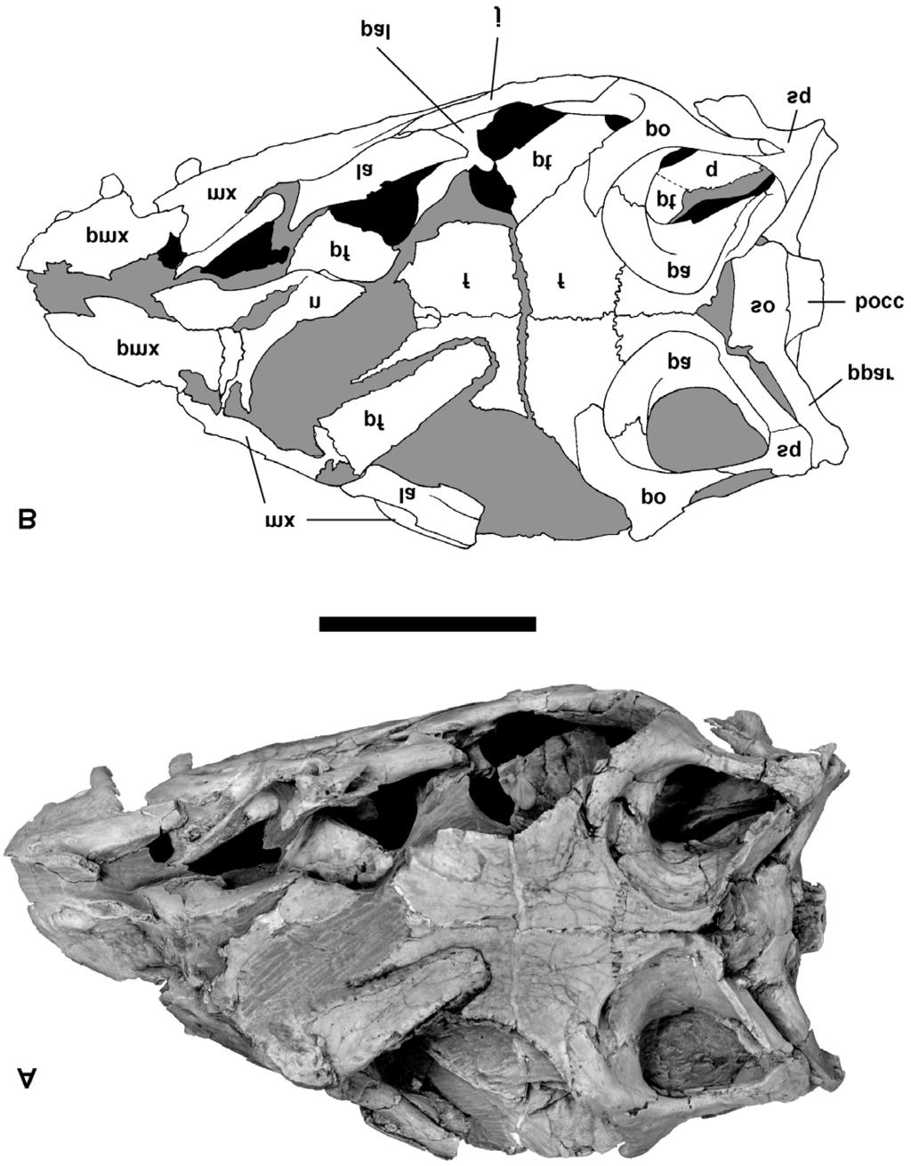 Figure 1. Skull of Massospondylus carinatus (SAM-PK-K1314). A, Photograph of skull in dorsal view. B, Interpretative drawing of the skull.