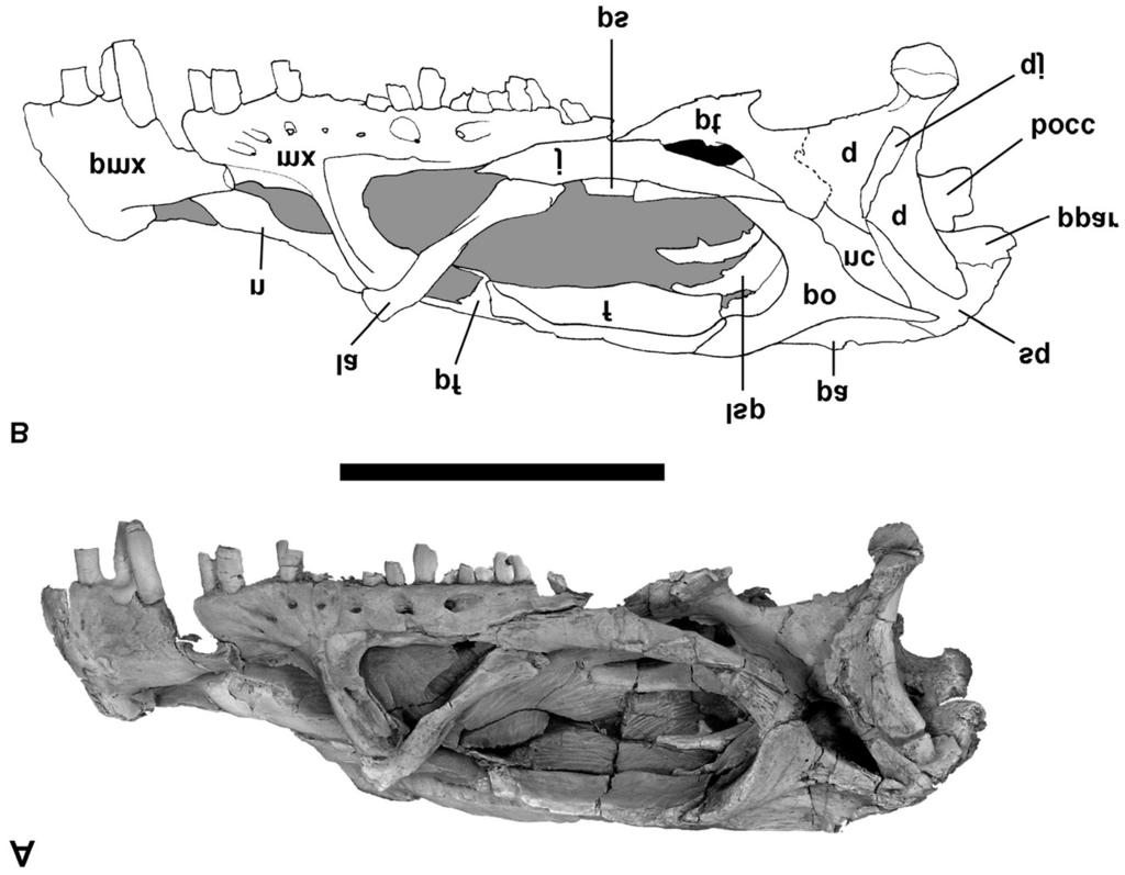 Figure 2. Skull of Massospondylus carinatus (SAM-PK-K1314). A, Photograph of skull in left lateral view. B, Interpretative drawing of the skull.