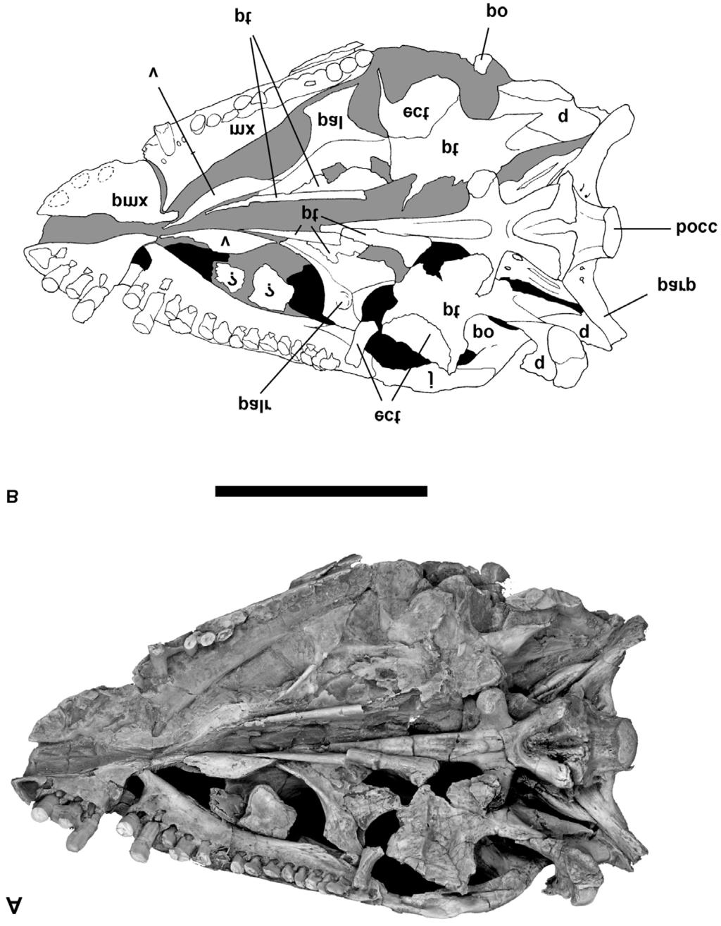 Figure 3. Skull of Massospondylus carinatus (SAM-PK-K1314). A, Photograph of skull in palatal view. B, Interpretative drawing of the skull.