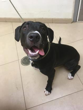 Intake Report for 3/9/2019 A41031398 Sunny Dog Male Stray - Shelter No ID - NPR A41031461 Dog Male Stray -