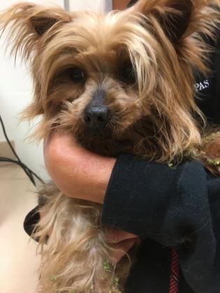 Intake Report for 3/9/2019 A41034667 Terrier, Yorkshire Dog