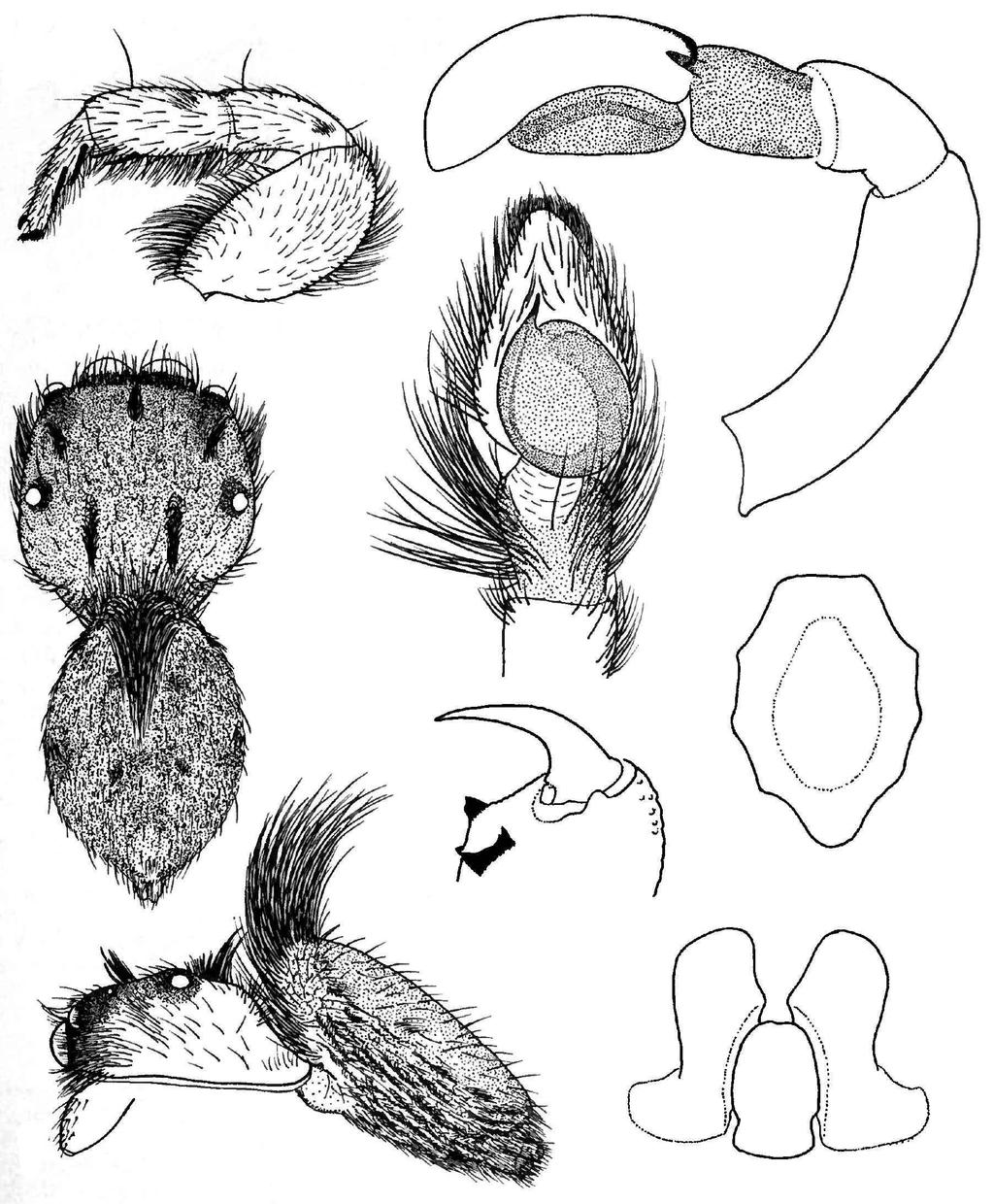 PHYACES 105 A F B D G E H C Fig. 1. Phyaces comosus Simon, from Badulla: A, leg I; B, dorsal; C, lateral; D, palp, ventral view; F, palp, retrolateral view.