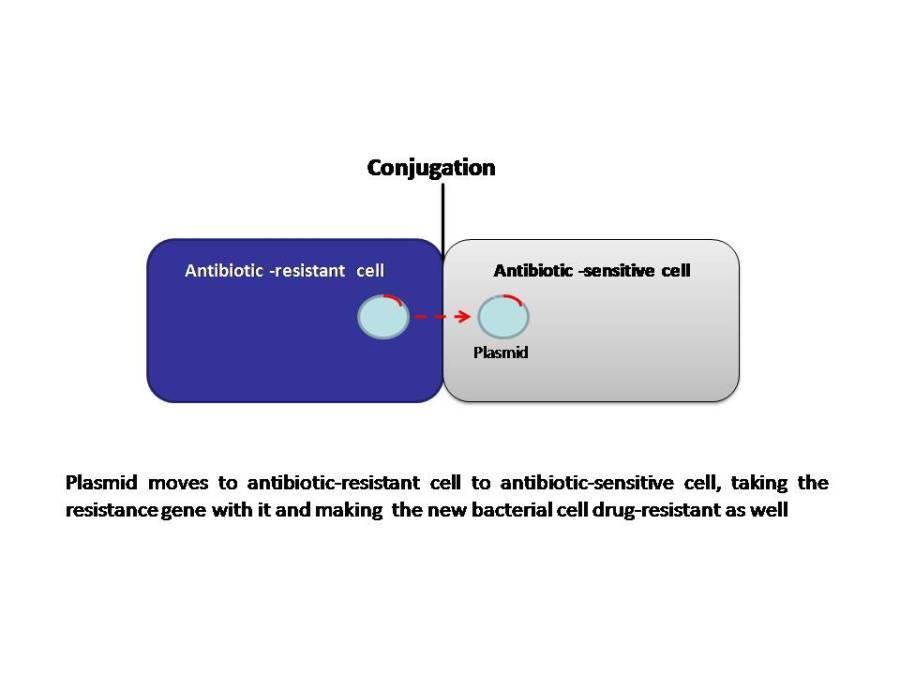 Bacteria can develop resistance to antibiotics by mutating existing genes (vertical evolution), or by acquiring new genes from other strains or species (horizontal gene transfer).