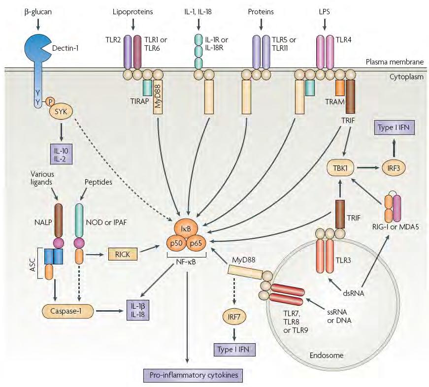 Innate immunity pathways Trinchieri G,