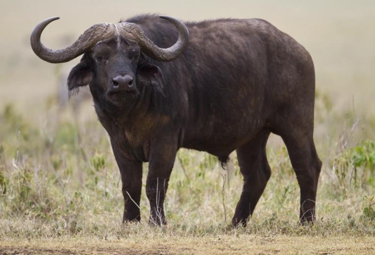 za SPECIES LIST Name: Cape Buffalo Weight Male: 800