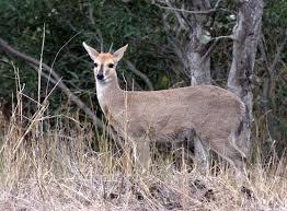 Name: Grey Duiker Weight Male: 18.7 Kg Weight Female: 20.