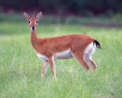 52 cm Name: Red Duiker Weight Male: 14 Kg Weight Female: