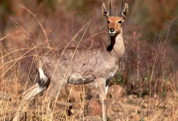 Name: Mountain Reedbuck Weight Male: 30 Kg Weight Female: 25