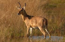 Name: Common Reedbuck Weight Male: 43-68 Kg Weight Female: