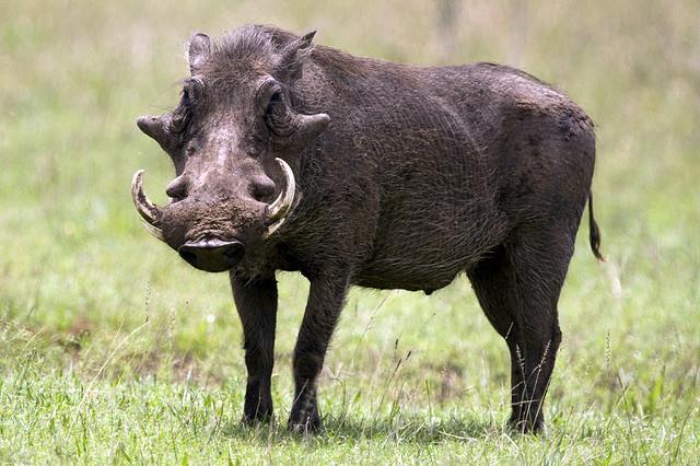 Name: Warthog Weight Male: 100 Kg Weight Female: 70 kg