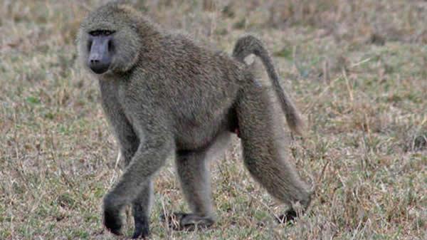 cm Name: Baboon Weight Male: 35 Kg Weight Female: 18 kg