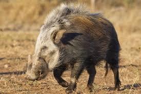 cm Name: Bush pig Weight Male: 62 Kg Weight Female: 60