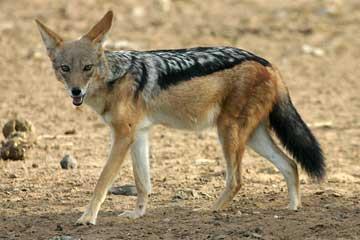 Name: Jackal Weight Male: 6-12 Kg Weight Female: 6-12 kg