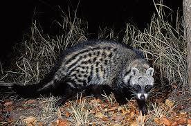 30-48 cm Name: Civet Cat Weight Male: 9-15 Kg Weight