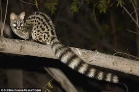 Name: Genet Cat Weight Male: 1.5-2.