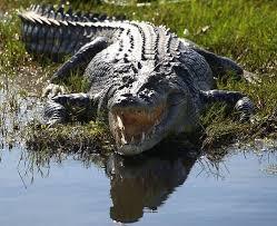 Name: Nile Crocodile Weight Male: 800 Kg Weight Female: