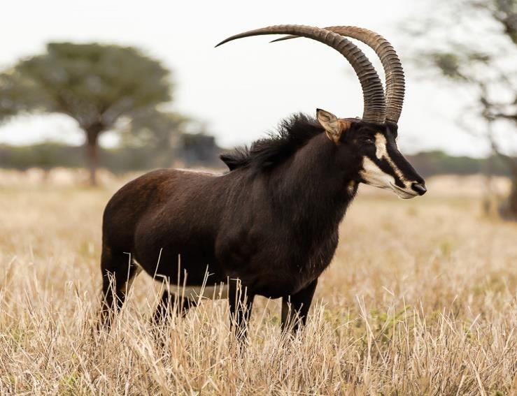Name: Sable Antelope Weight Male: 235 Kg Weight Female: 210