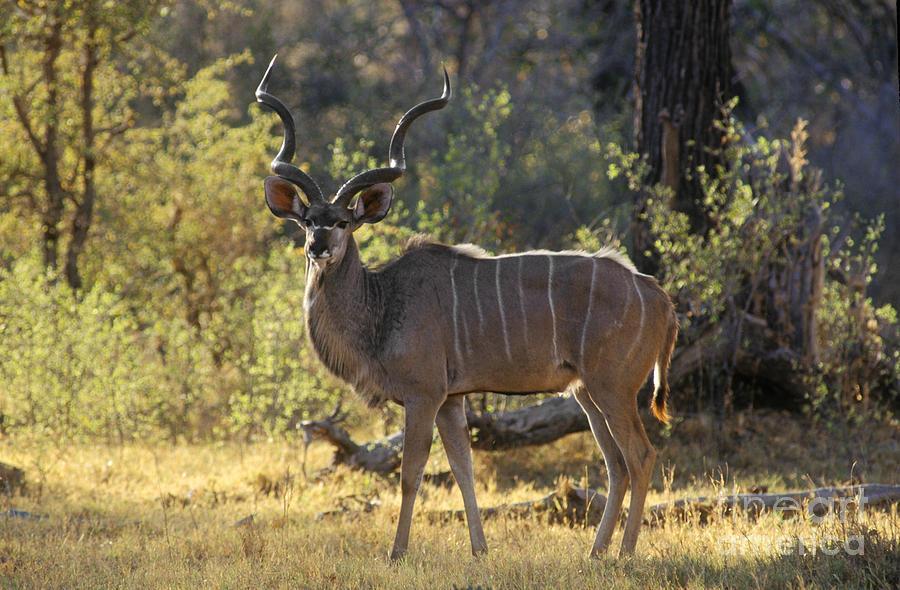 25 m Name: Roan Antelope Weight Male: 280 Kg Weight Female: