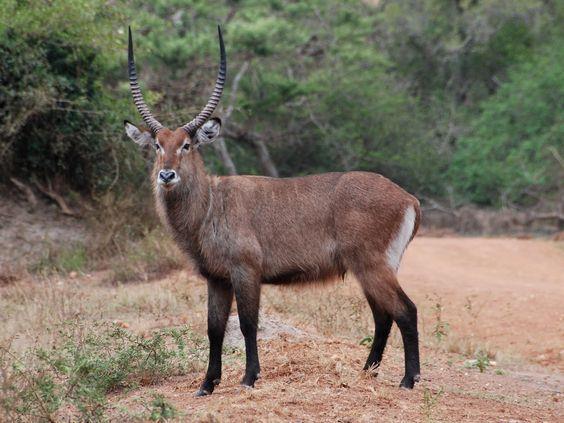 Name: Waterbuck Weight Male: 250 Kg Weight Female: 180 kg