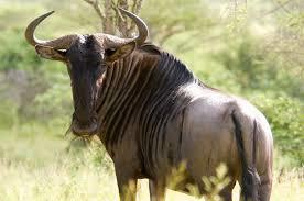 30 m Shoulder Height Female: 1 m Name: Blue wildebeest