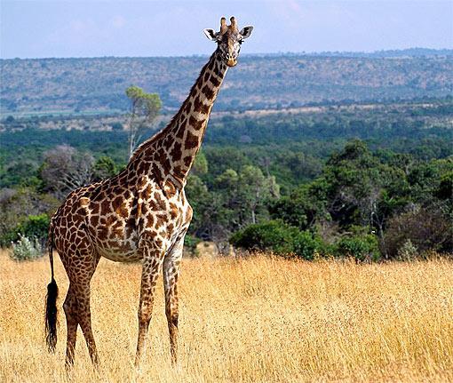 Name: Giraffe Weight Male: 970-1400 Kg Weight Female: 700-950