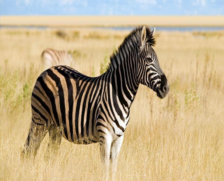5 m Shoulder Height Female: 2-3 m Name: Burchell s Zebra