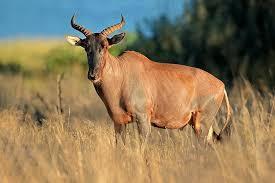 97 m Name: Tsessebe Weight Male: 140 Kg Weight Female:
