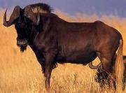 : Name: Black Wildebeest Weight Male: 180 Kg Weight