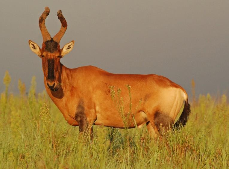 Name: Red hartebeest Weight Male: 150 Kg Weight Female: 120