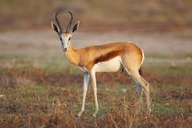Name: Common Springbok Weight Male: 41 Kg Weight Female: 37