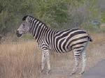 Burchell s Zebra Equus burchelli The common relative of the horse can be distinguished from the two mountain zebras, Equus zebra by the yellowish or greyish shadow stripes between the black on the