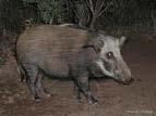 Bushpig Potamochoerus porcus This animal overall colour varies, but it is commonly reddish brown, with a dorsal crest of long, white hair. Size: Shoulder height 55-88cm; mass 60-115kg.