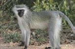 Vervet Monkey Cercopithecus mitis The little black-faced primate s upperparts are grizzled, the under parts whitish. Size: Length 95-130cm; mass 3.5-8 kg. Habitat: Mainly savannah woodland.